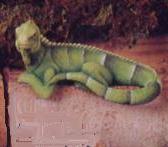 iguana